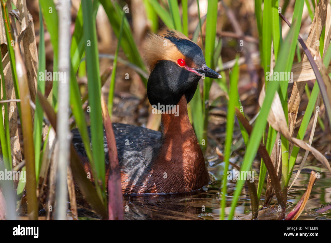 Horned Grebe (Podiceps auritus), nadar a través de carrizos, Västergötland, Suecia Foto de stock