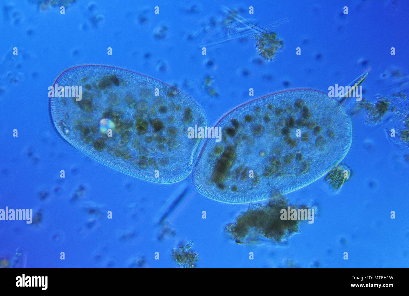 Bipartition.La división celular.Ciliata.protozoo.microscopia óptica Foto de stock