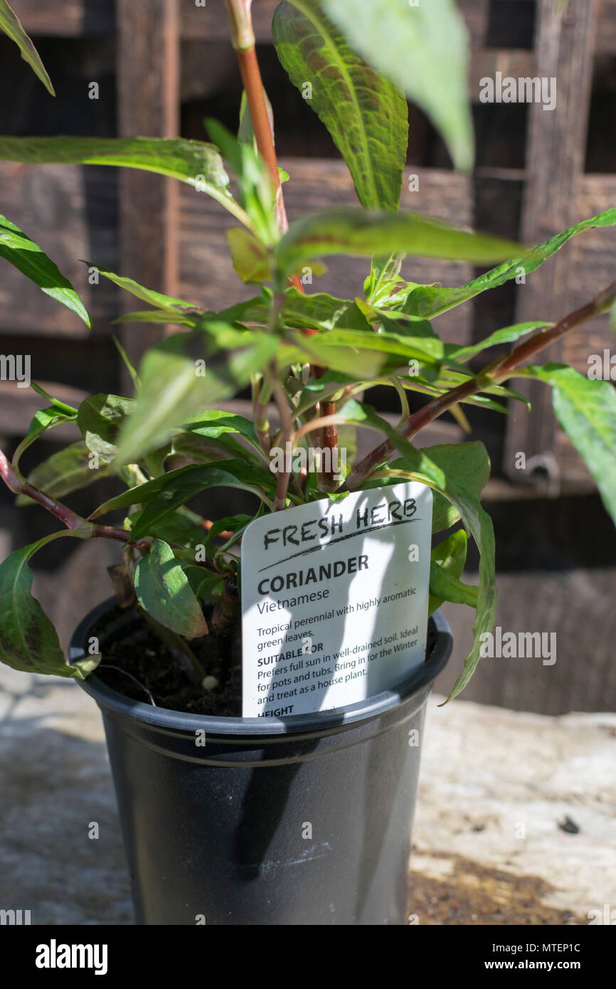 Cilantro vietnamita aromática planta perenne Tropical Foto de stock