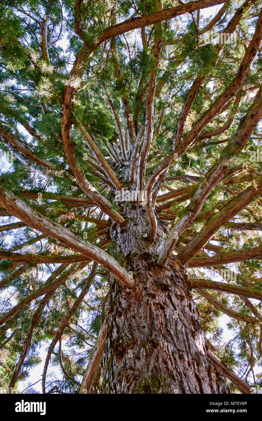 Gigantium Sequoiadendron, Taxodiaceae - secuoya gigante en jardines de Mainau lago Konstanz - vista desde arriba del tronco, entre las ramas Foto de stock