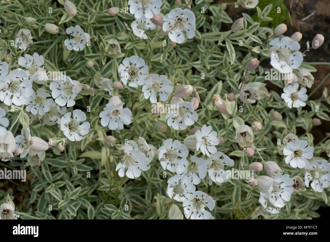 Floración alpine campion, Silene 'Druett's abigarrado' cone white ang hojas verdes en un jardín de rocalla, Mayo Foto de stock