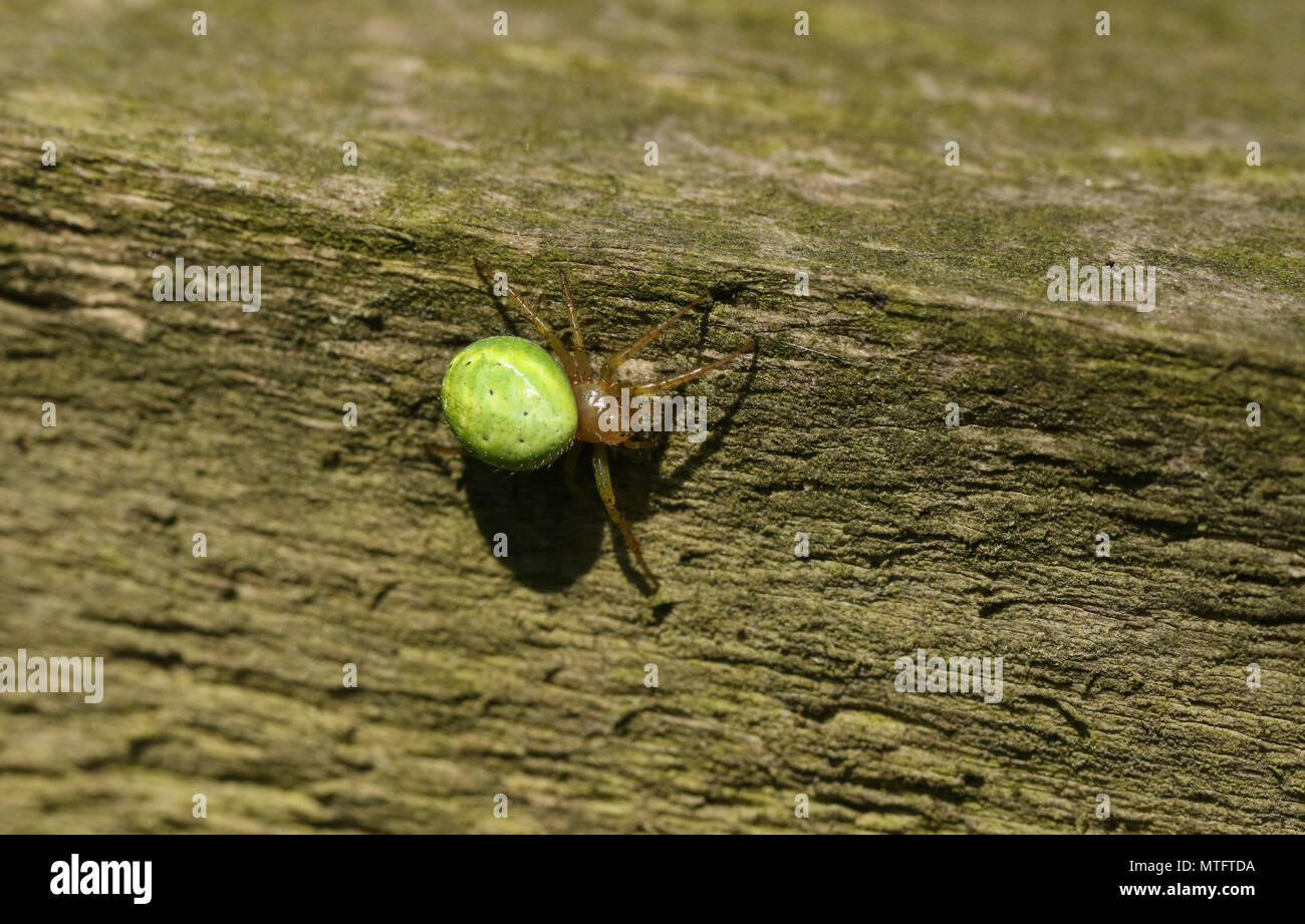 Un bonito verde Pepino Orb ( Araniella cucurbitina araña sensu stricto) la caza con fines alimentarios en una valla de madera. Foto de stock