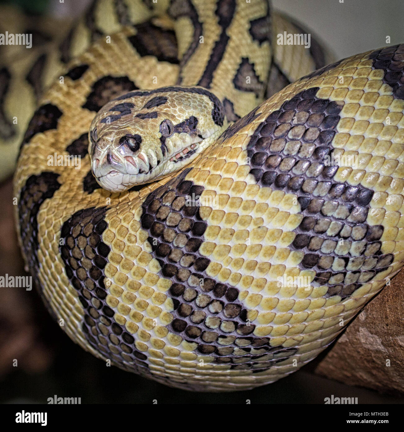Formato cuadrado de una fotografía de una alfombra enrollada python Foto de stock