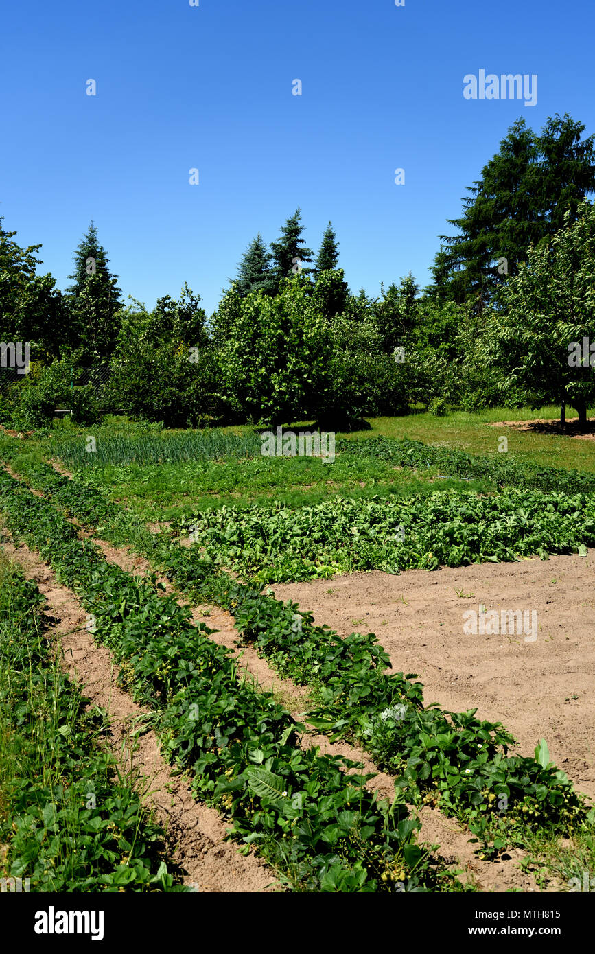 Paraíso de los jardineros fotografías e imágenes de alta resolución - Alamy