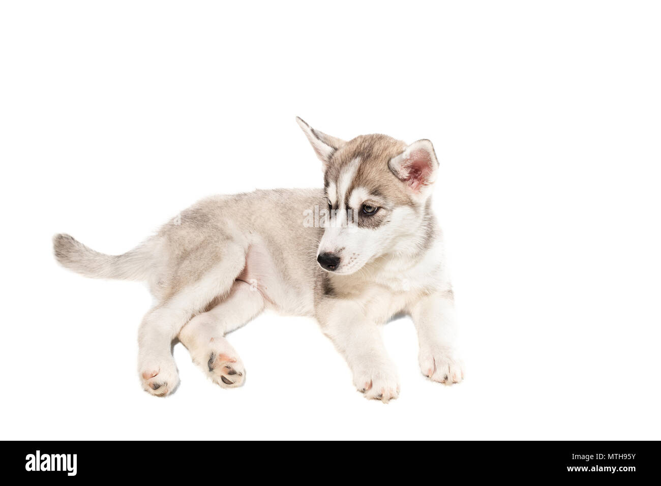 Cachorro Husky Siberiano Blanco Y Negro Con Ojos Azules Sobre Fondo Blanco Fotografia De Stock Alamy
