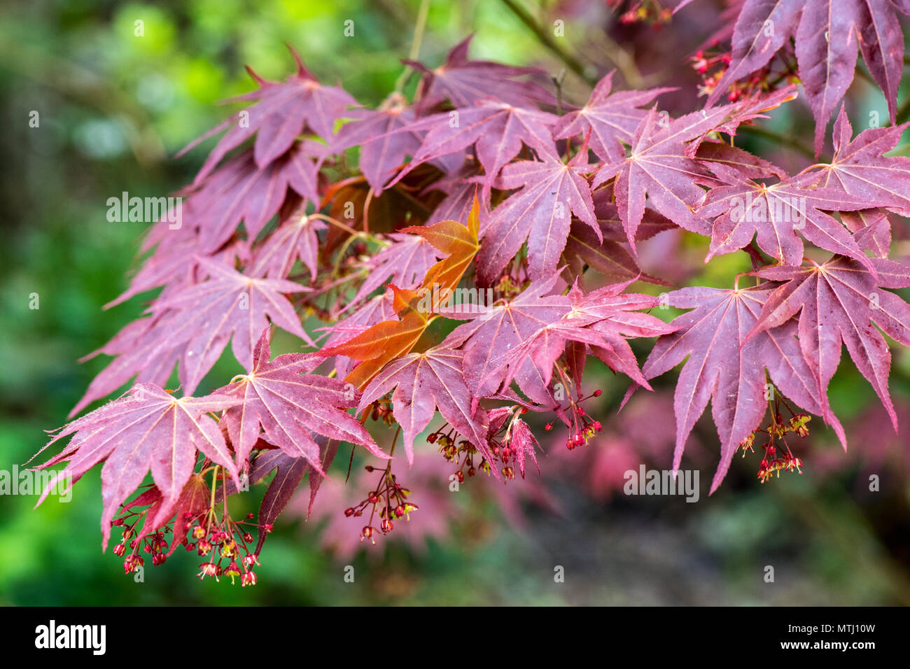 Acer Palmatum Thunb,hojas de arce japonés, cerrar Foto de stock