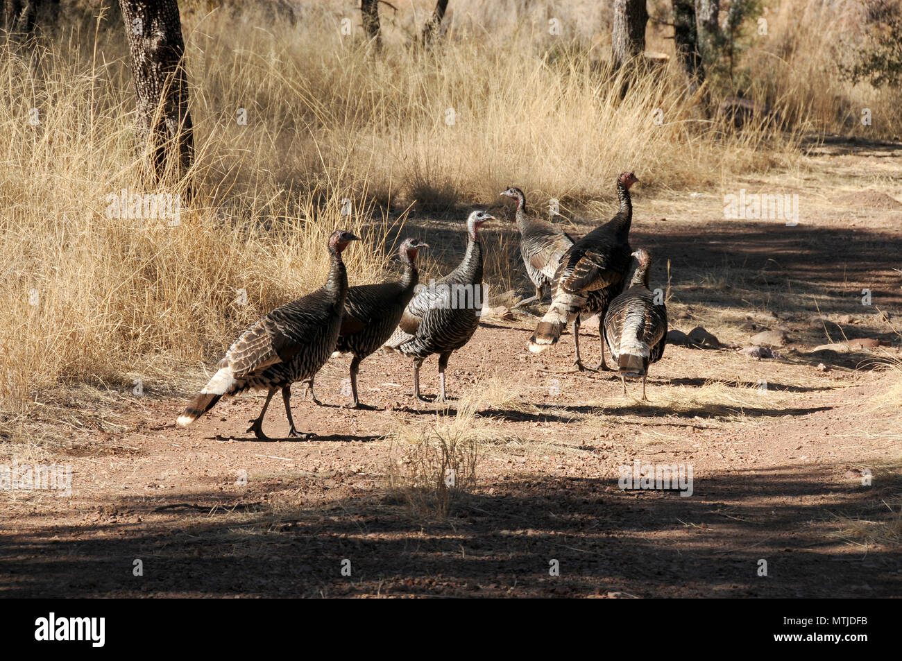 Gould de pavos, gallinas, pavos salvajes, reintroducido en las montañas de Santa Rita, el Bosque Nacional de Coronado, Arizona, EE.UU. Foto de stock