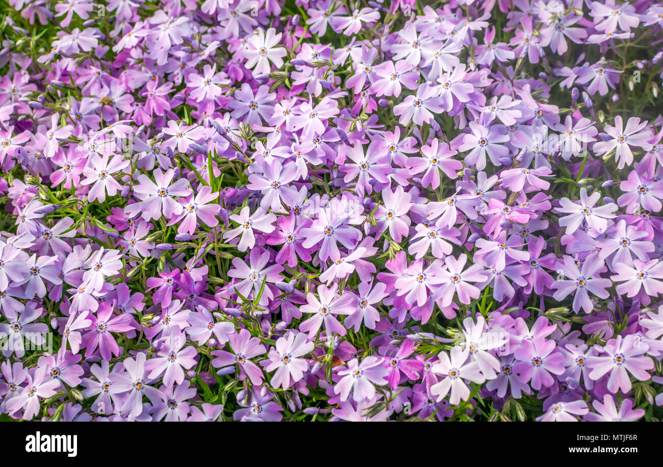 Un montón de flores de color rosa púrpura de hierba en el patio jardín Foto de stock