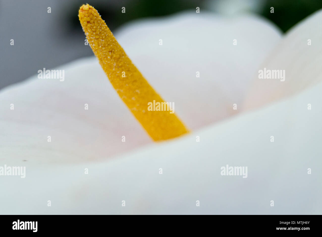 Soft Focus de Zantedeschia aethiopica blanco (conocido como el lirio de agua y arum lily) con amarillo spathe - Alismatales Araceae, Foto de stock