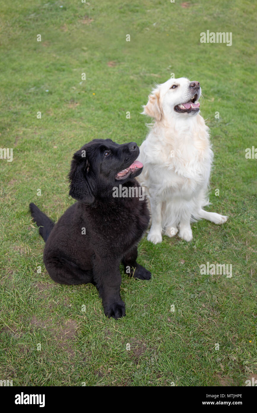 Un blanco y un negro golden retriever Terranova cachorro emplazamiento  están abajo en el césped y mirando hacia arriba Fotografía de stock - Alamy