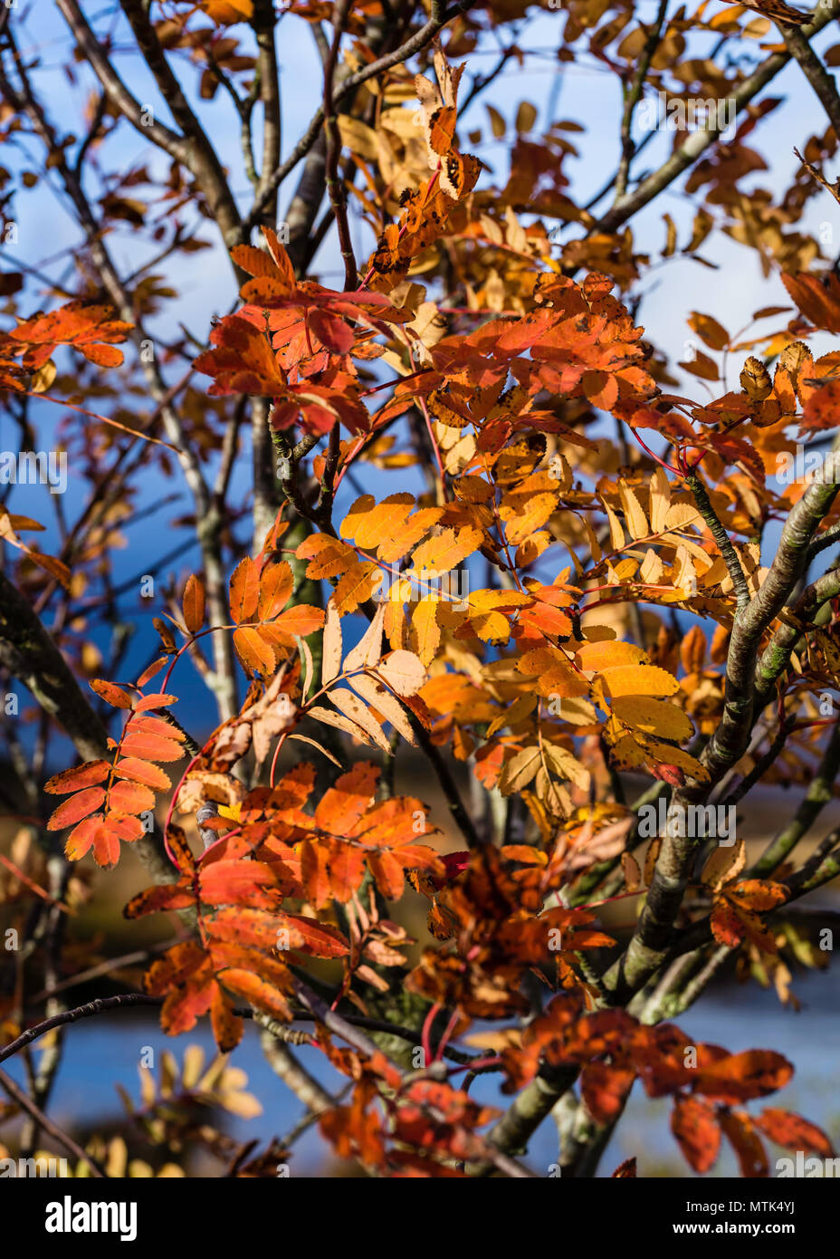 Los colores de otoño estaban en su máxima perfección cuando vinimos de nuestra visita Foto de stock