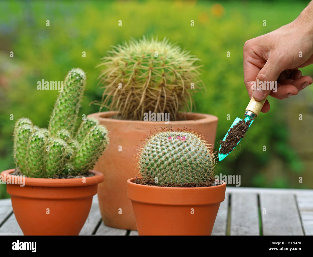 Cactus con tierra fotografías e imágenes de alta resolución - Alamy