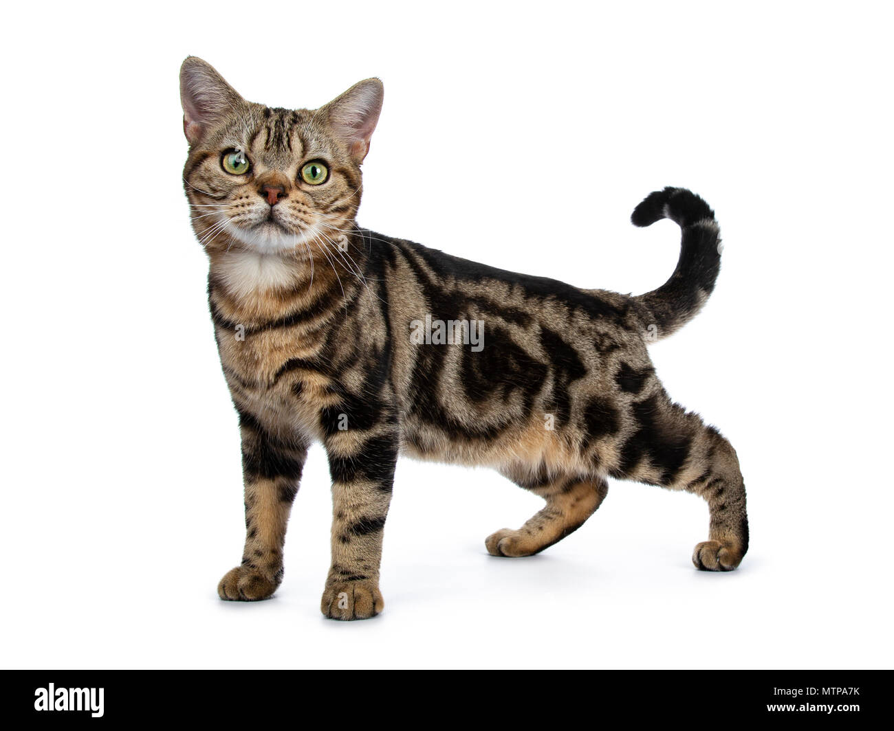 Marrón y negro atigrado American Shorthair cat kitten lateral permanente formas aislado sobre fondo blanco mirando a la cámara Foto de stock