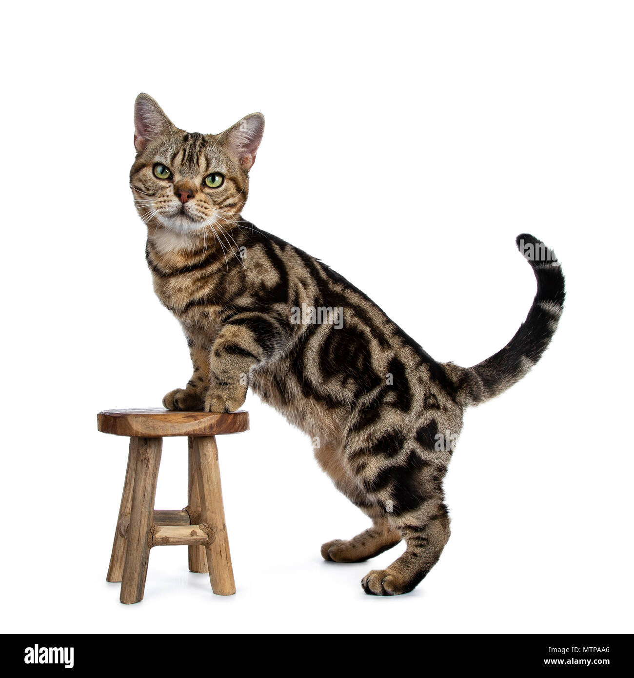 Marrón y negro atigrado American Shorthair cat kitten lateral permanente formas con patas delanteras en pequeño taburete de madera mirando a la cámara mostrando isolat patrón Foto de stock