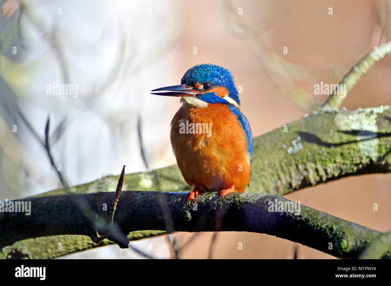 El martín pescador (Alcedo atthis) Kent (suelto Village, cerca de Maidstone) del Reino Unido. Enero Foto de stock
