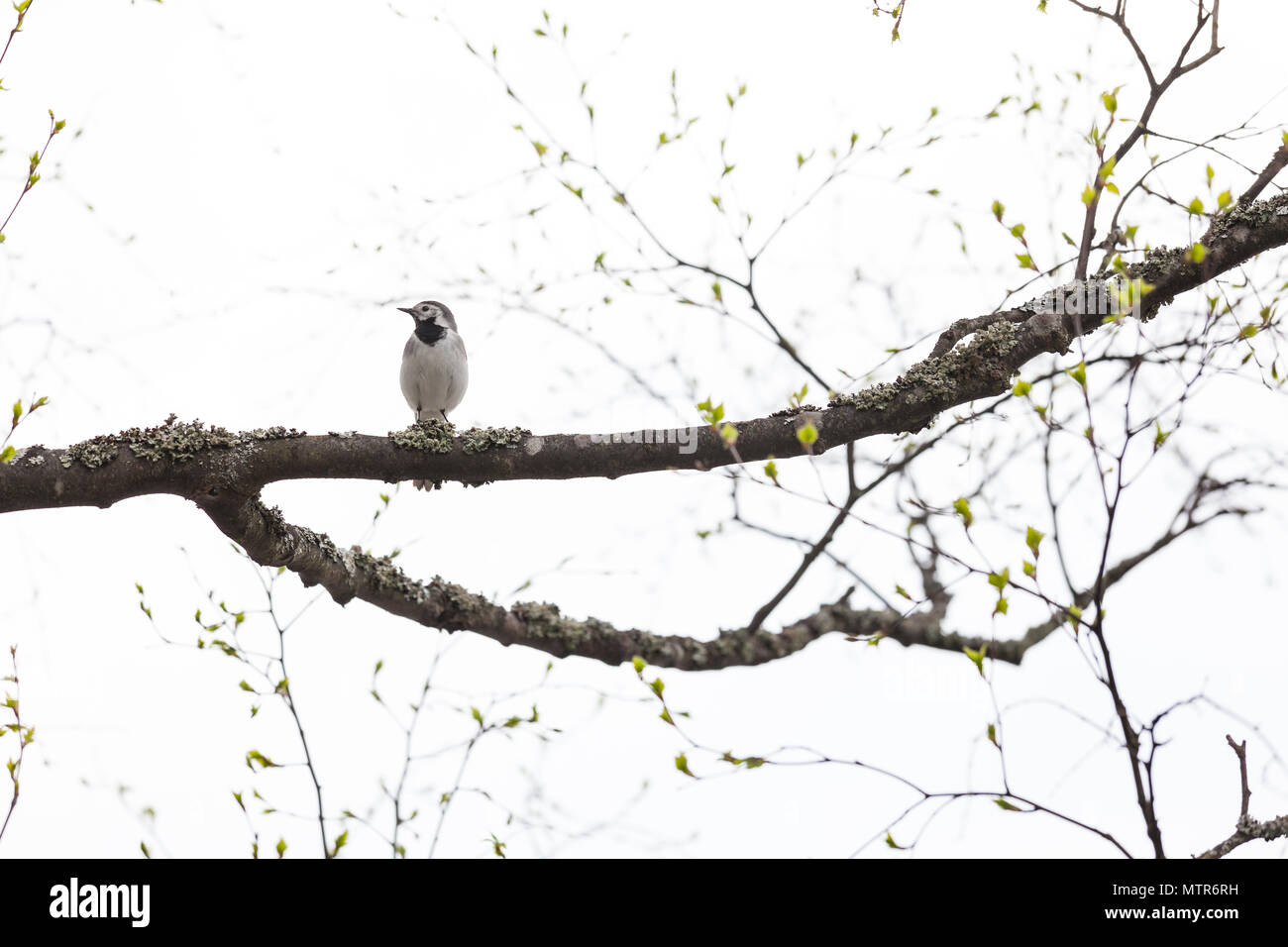 Wagtail pájaro en rama de árbol Foto de stock