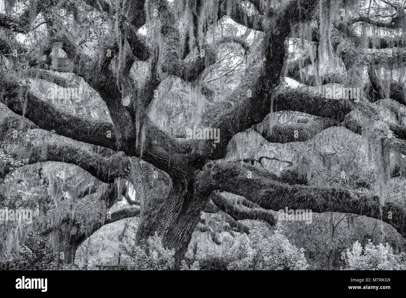 Musgo español en Live Oak árboles en la primavera en Brookgreen Gardens, South Carolina Foto de stock