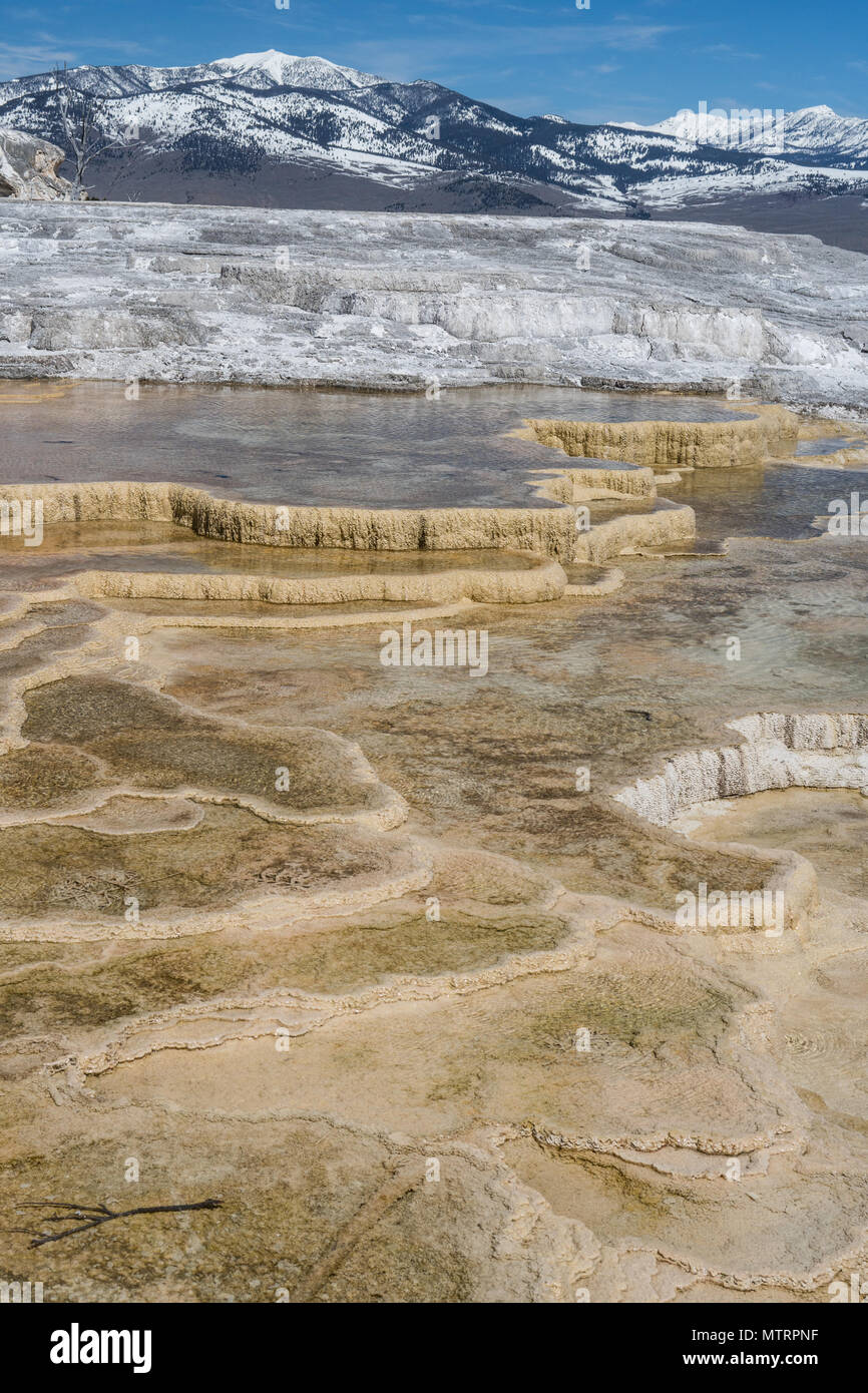 Terrazas Mammoth Hot Springs en el Parque Nacional de Yellowstone. Foto de stock