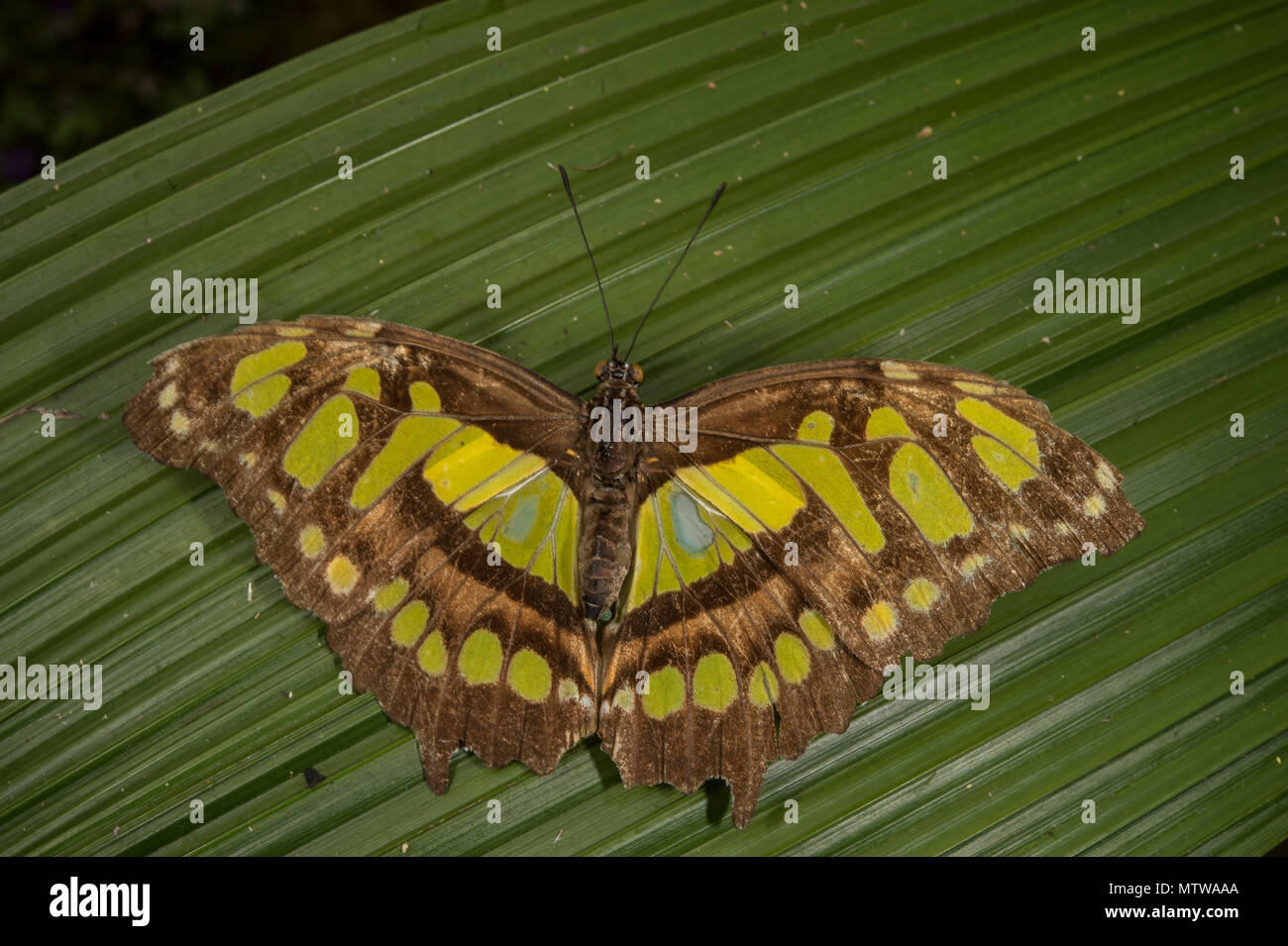Malaquita, Siproeta stelenes, Nymphalidae, Costa Rica Foto de stock