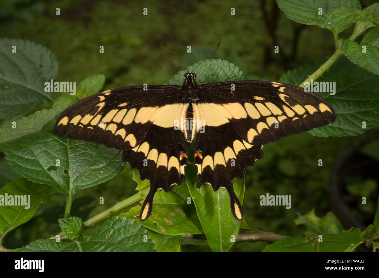 Thoas Swallowtail, Heraclides thoas autocles, Papilionidae, Costa Rica Foto de stock