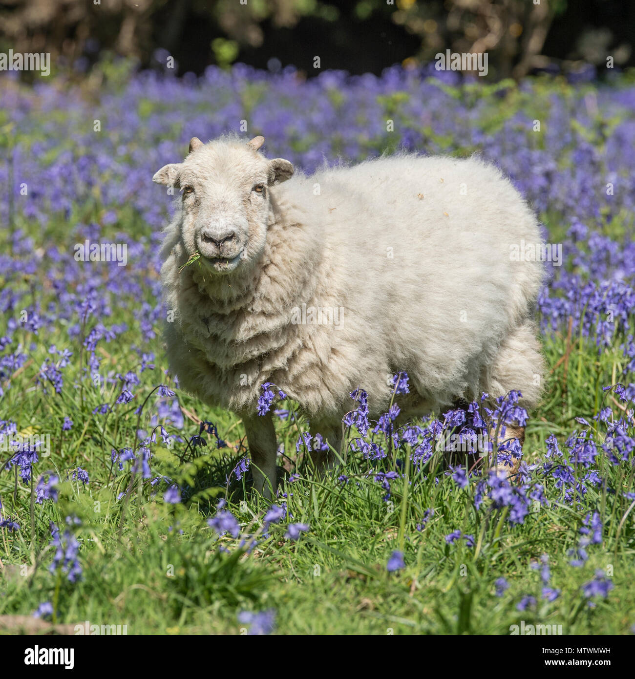 ovejas en flores de primavera, bluebells Foto de stock