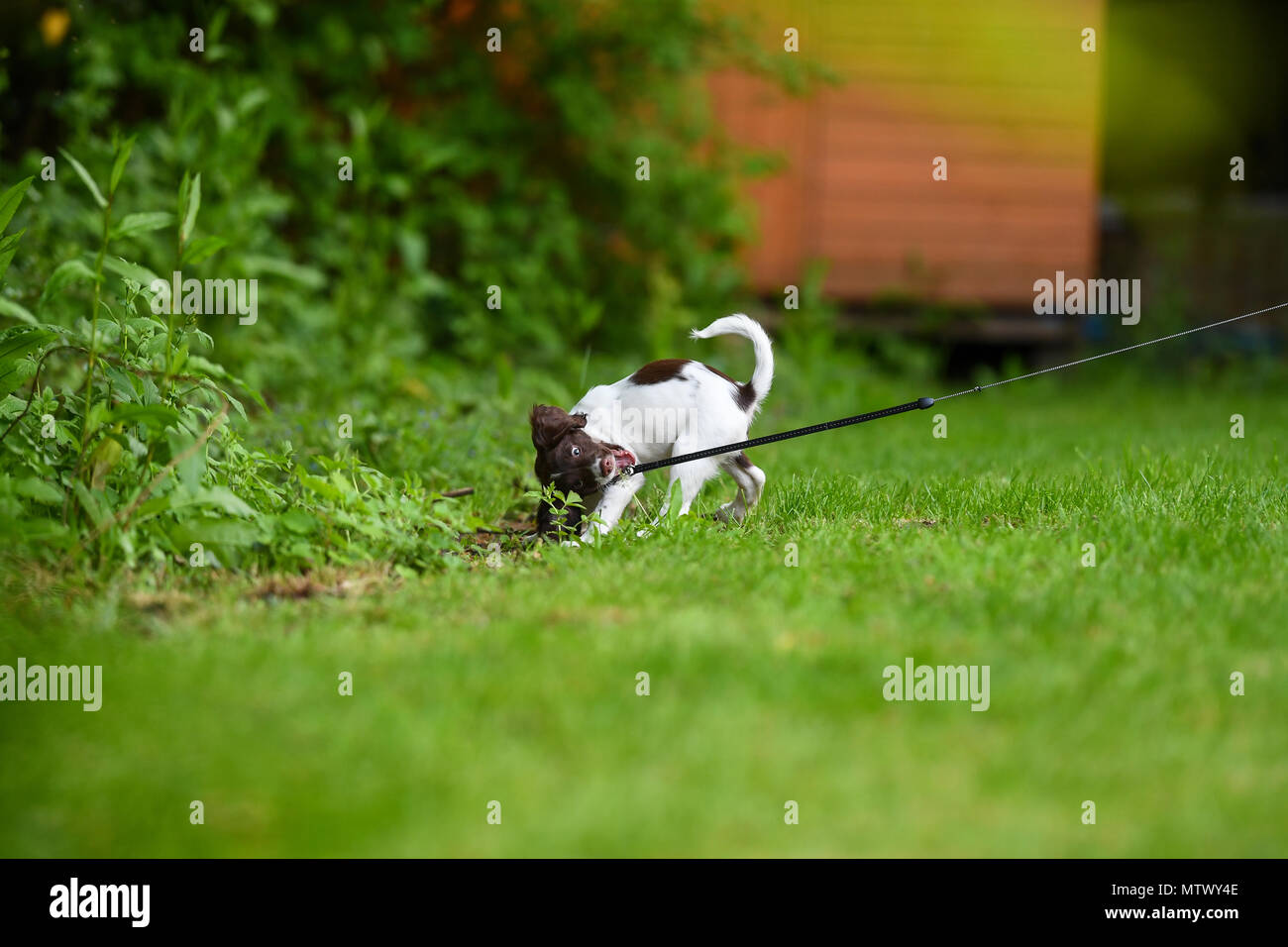Perro feroz en plomo fotografías e imágenes de alta resolución - Alamy