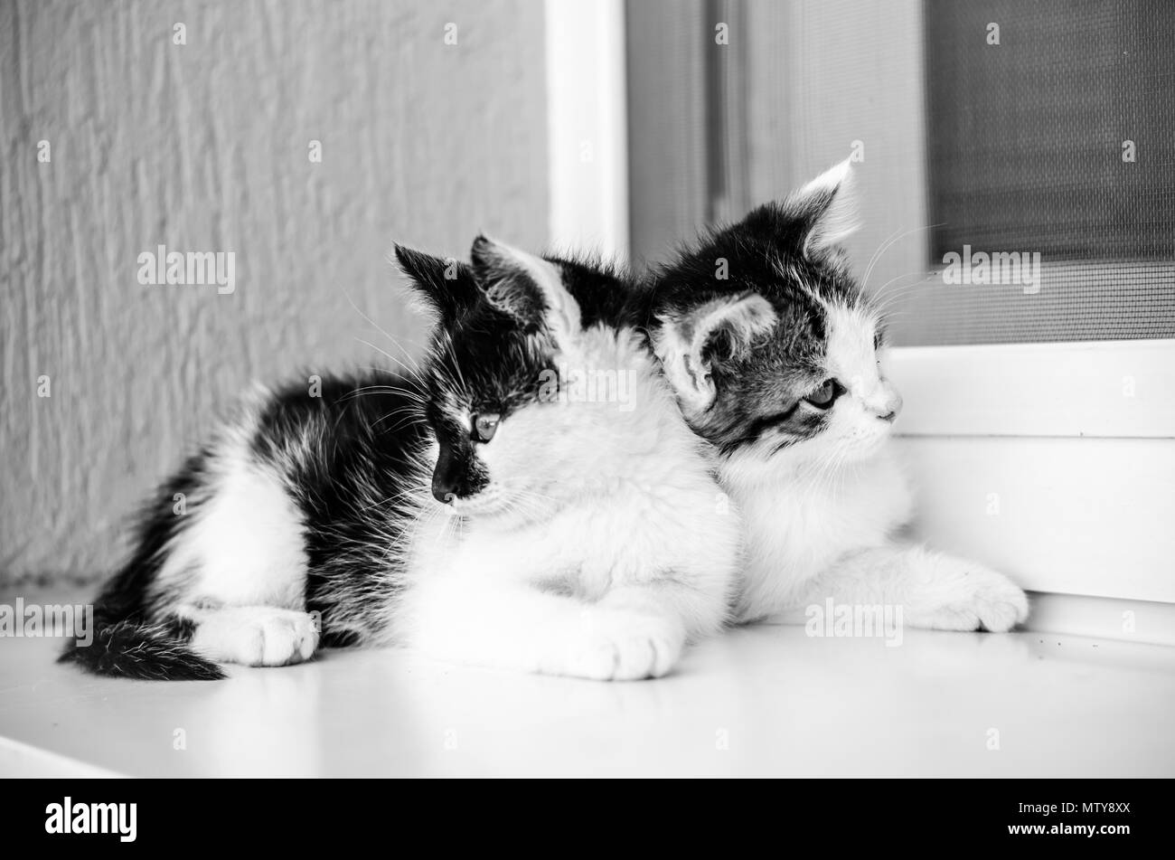 Dos adorable gatito blanco y negro mascotas jugando en la ventana Foto de stock