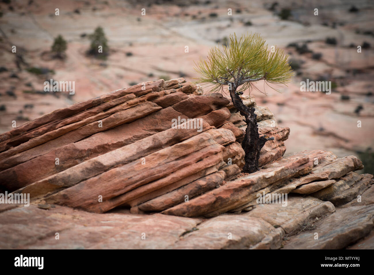 Crecimiento de sapling en rocas de arenisca, Utah, Estados Unidos Foto de stock