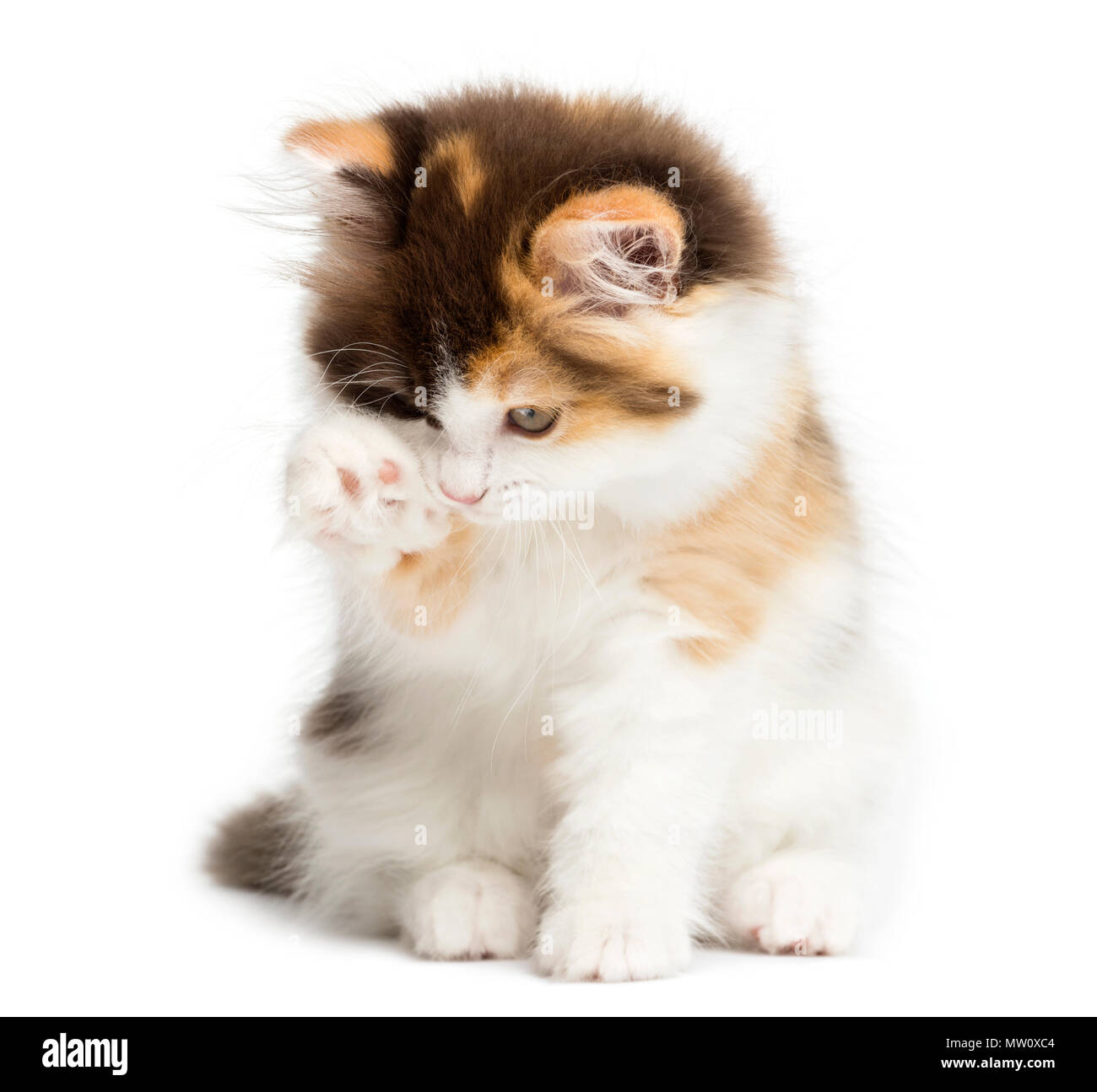 Recta Higland gatito sentado, tras un lavado, aislado en blanco Foto de stock