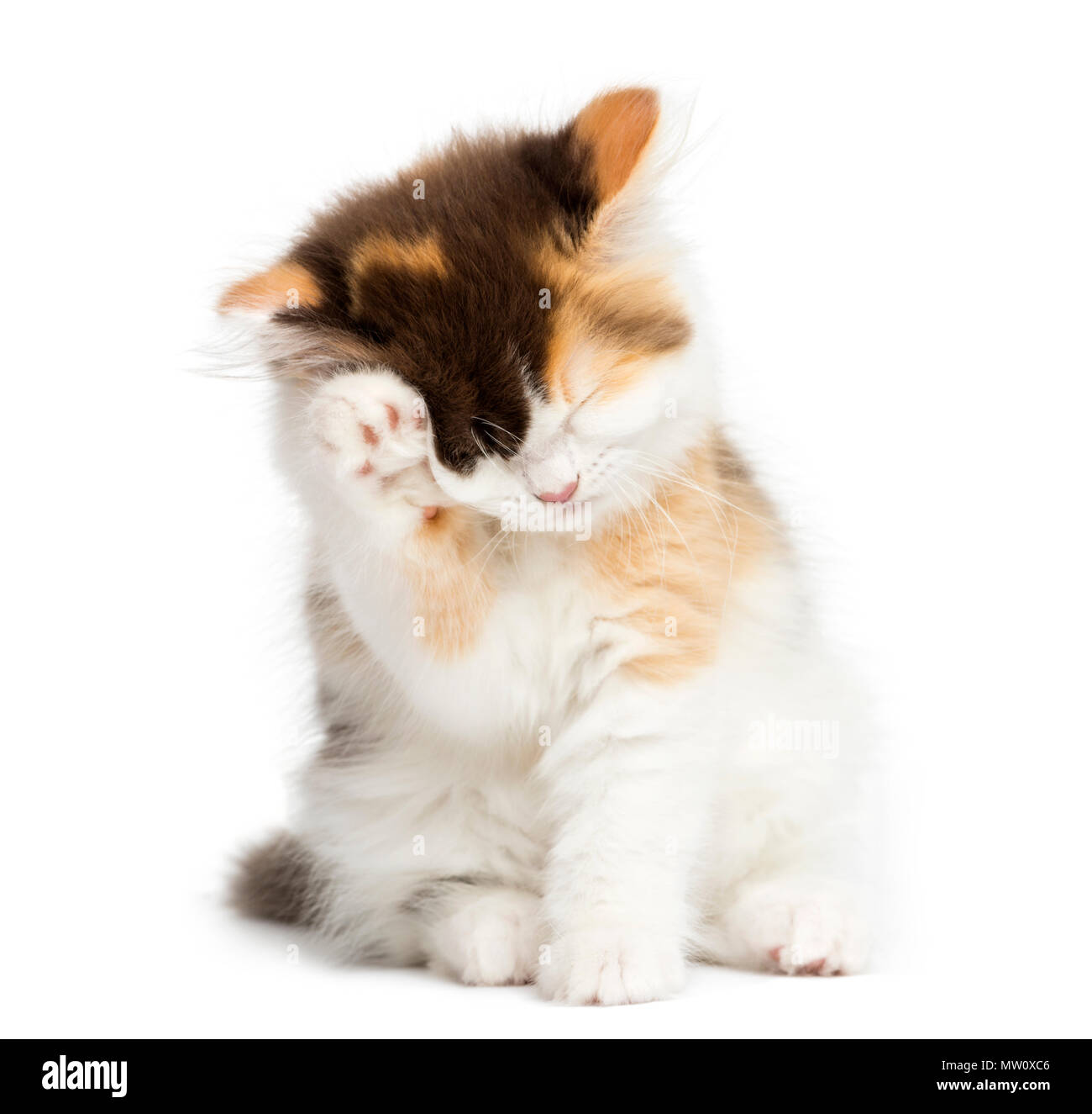 Recta Higland gatito sentado, tras un lavado, aislado en blanco Foto de stock