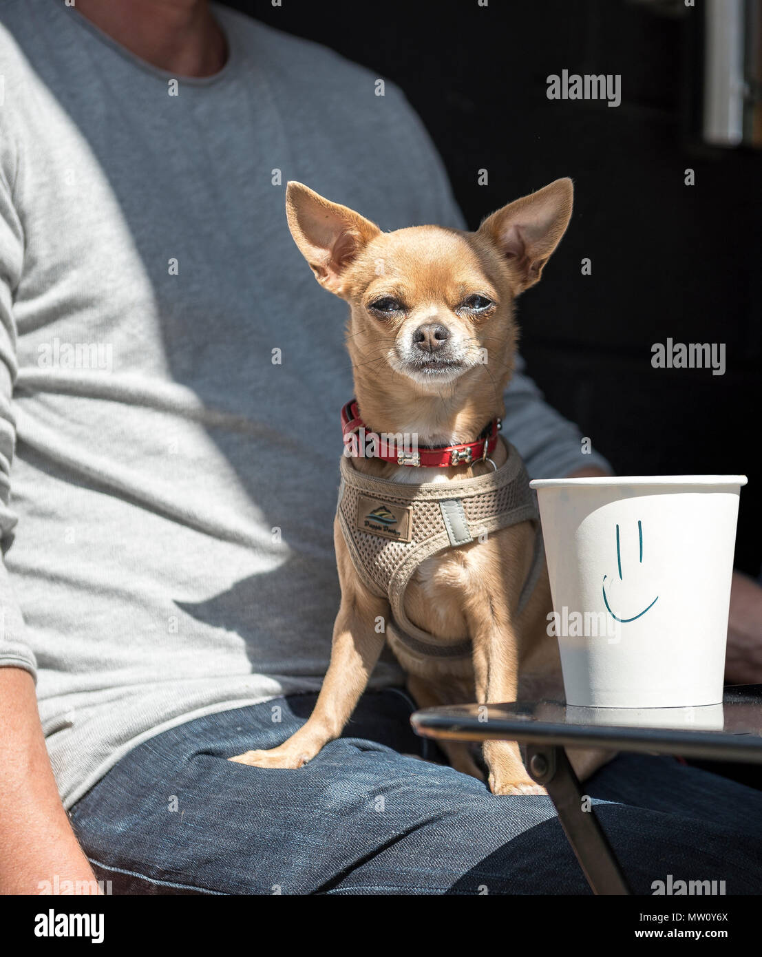 Divertida escena de café con perro en el regazo de los propietarios con mensaje personalizado en la taza de café Foto de stock