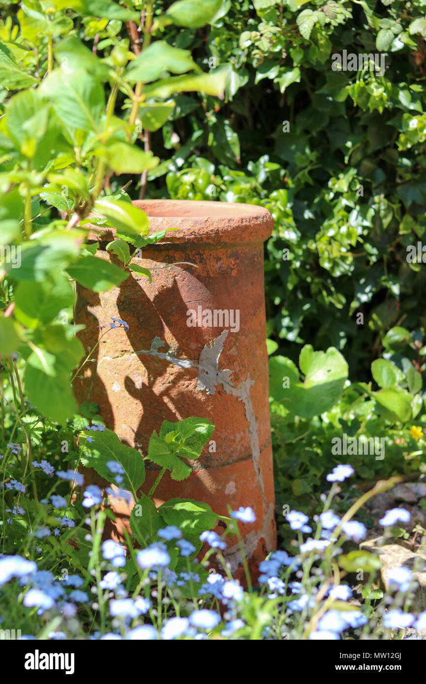 Un viejo Chimney Pot se vislumbra entre Forget-me-nots en una soleada esquina de un país moderno jardín. Foto de stock