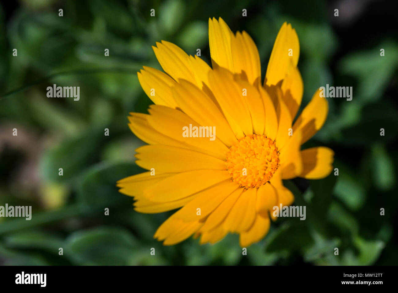 Una caléndula (Calendula officinalis) flor Foto de stock