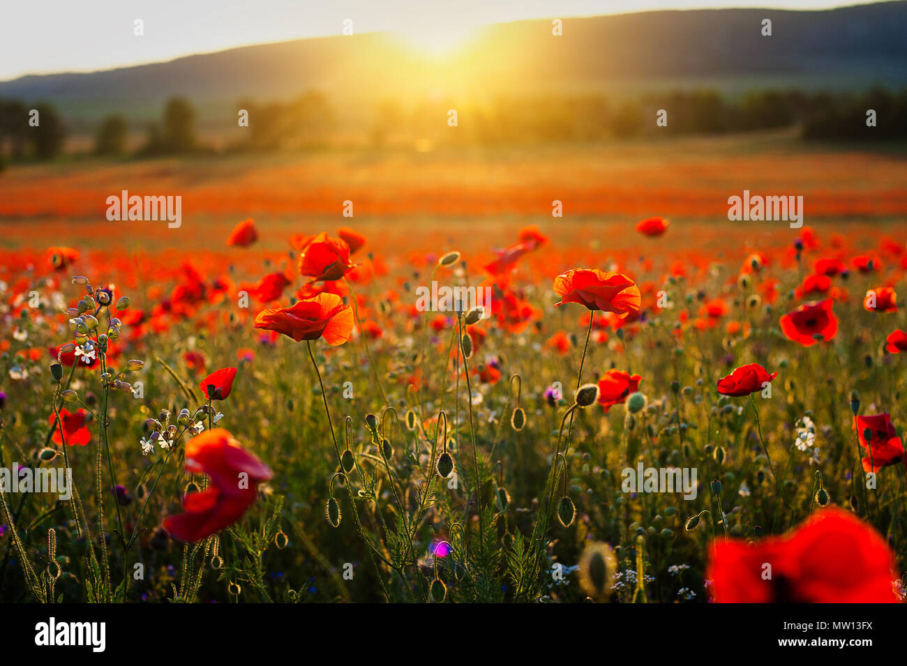 Hermosa imagen de campos de adormidera en Italia atardecer de verano. Foto de stock