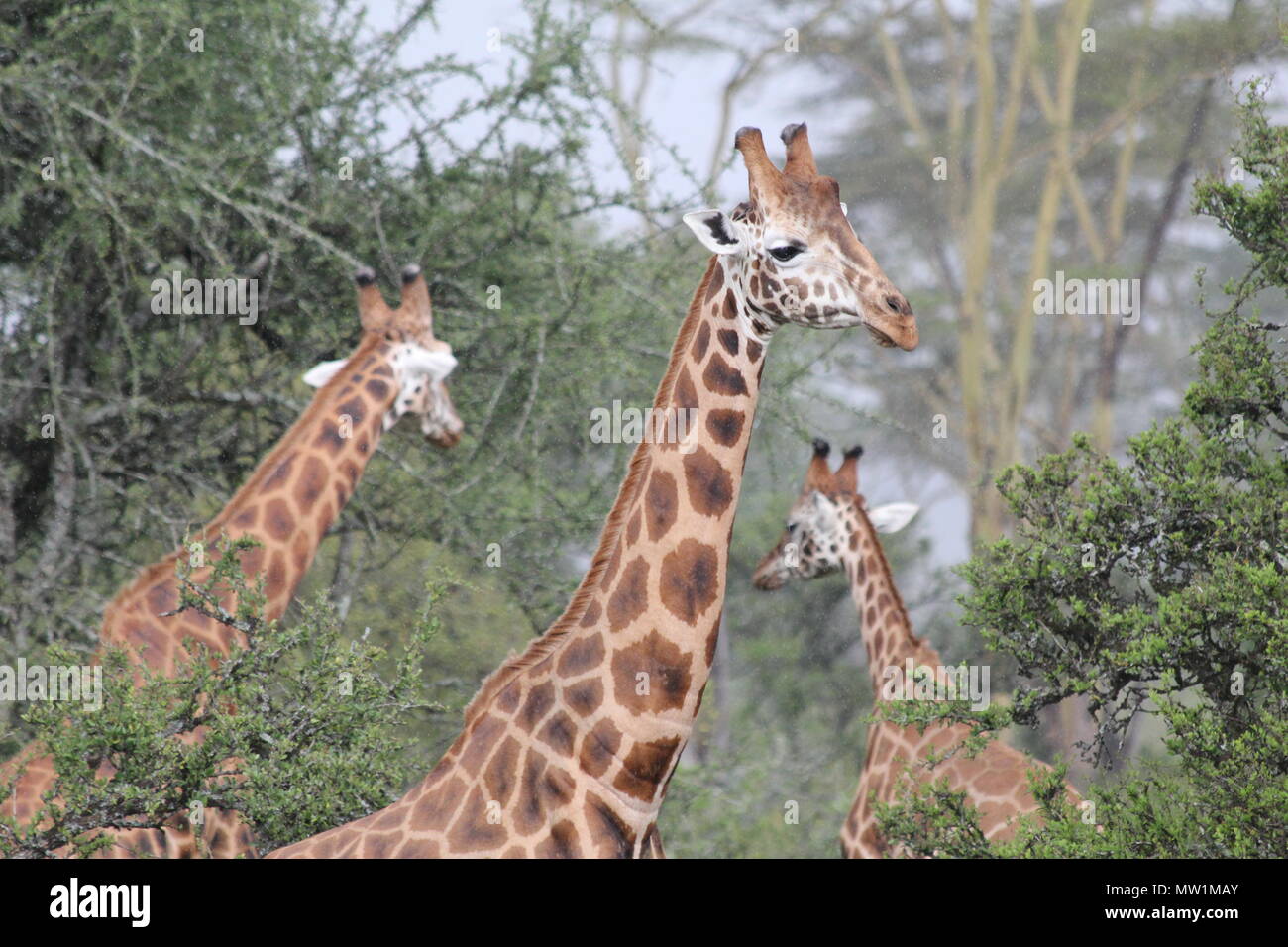 Grupo de jirafas entre los árboles Foto de stock