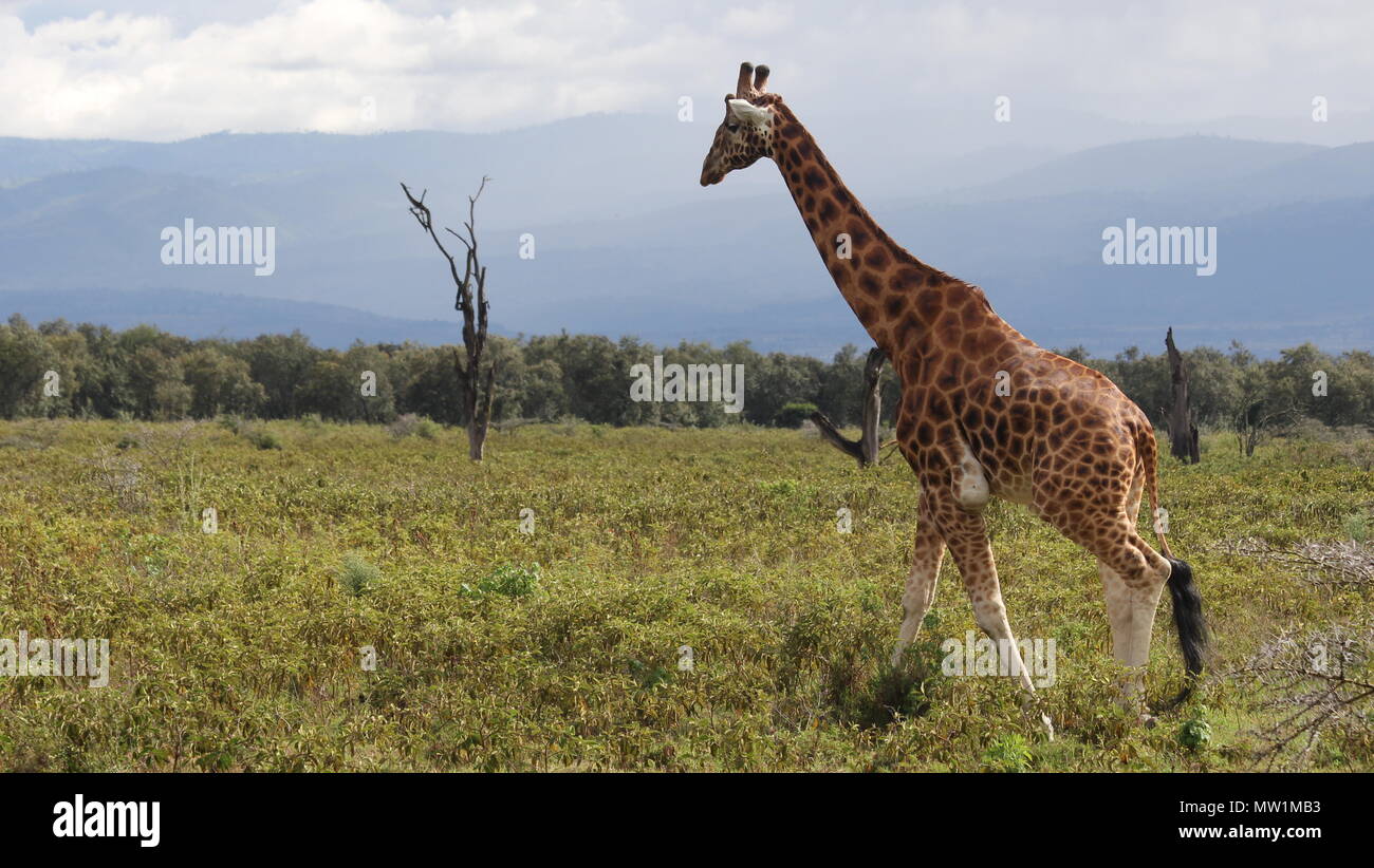Giraffe caminar sobre la sabana. Foto de stock
