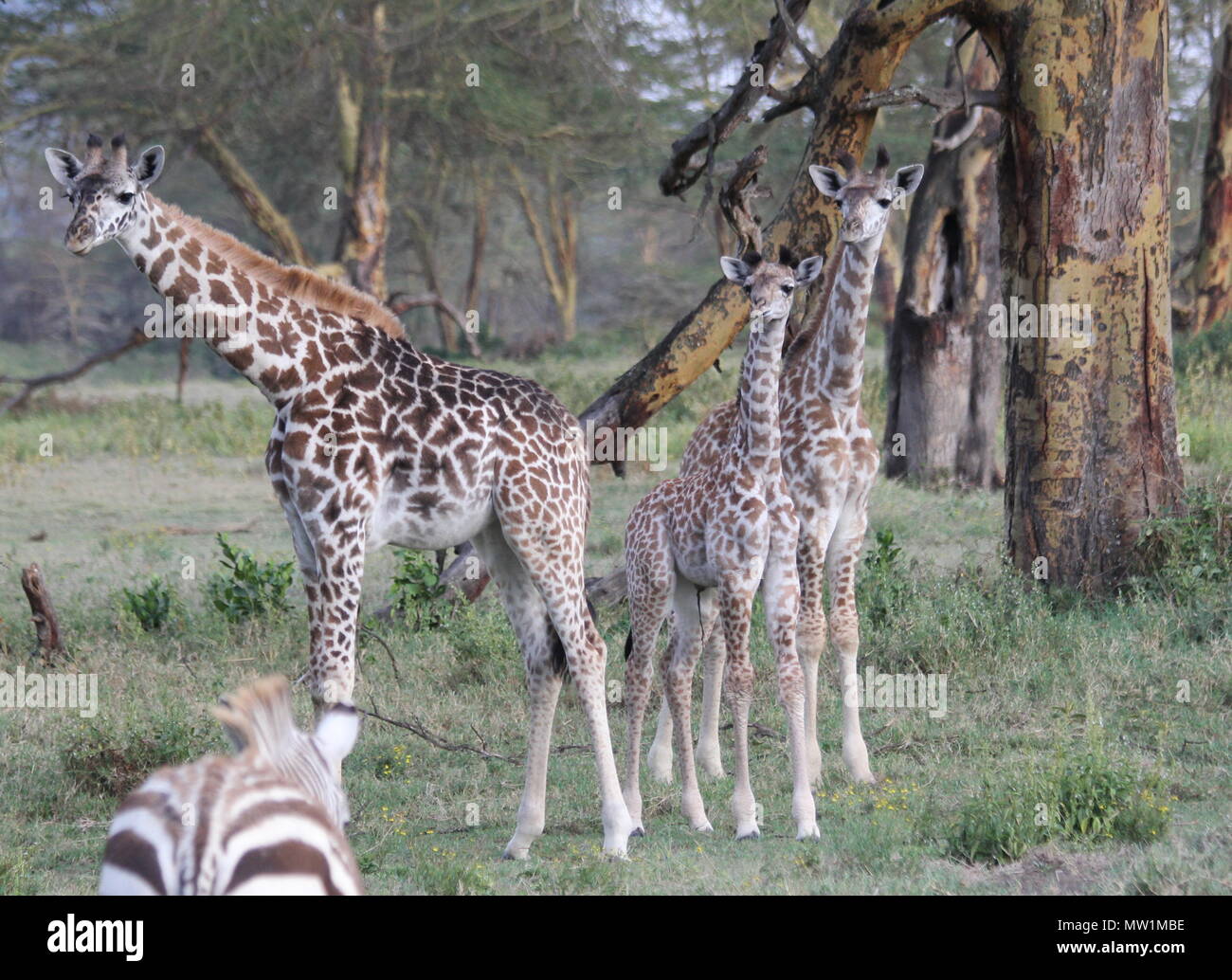 Bebé jirafas en el bosque Foto de stock