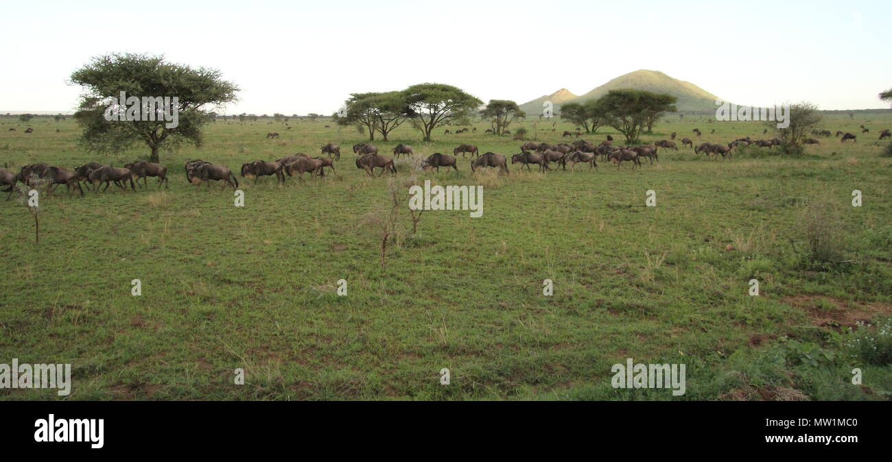 La migración de los ñus en la sabana. Foto de stock
