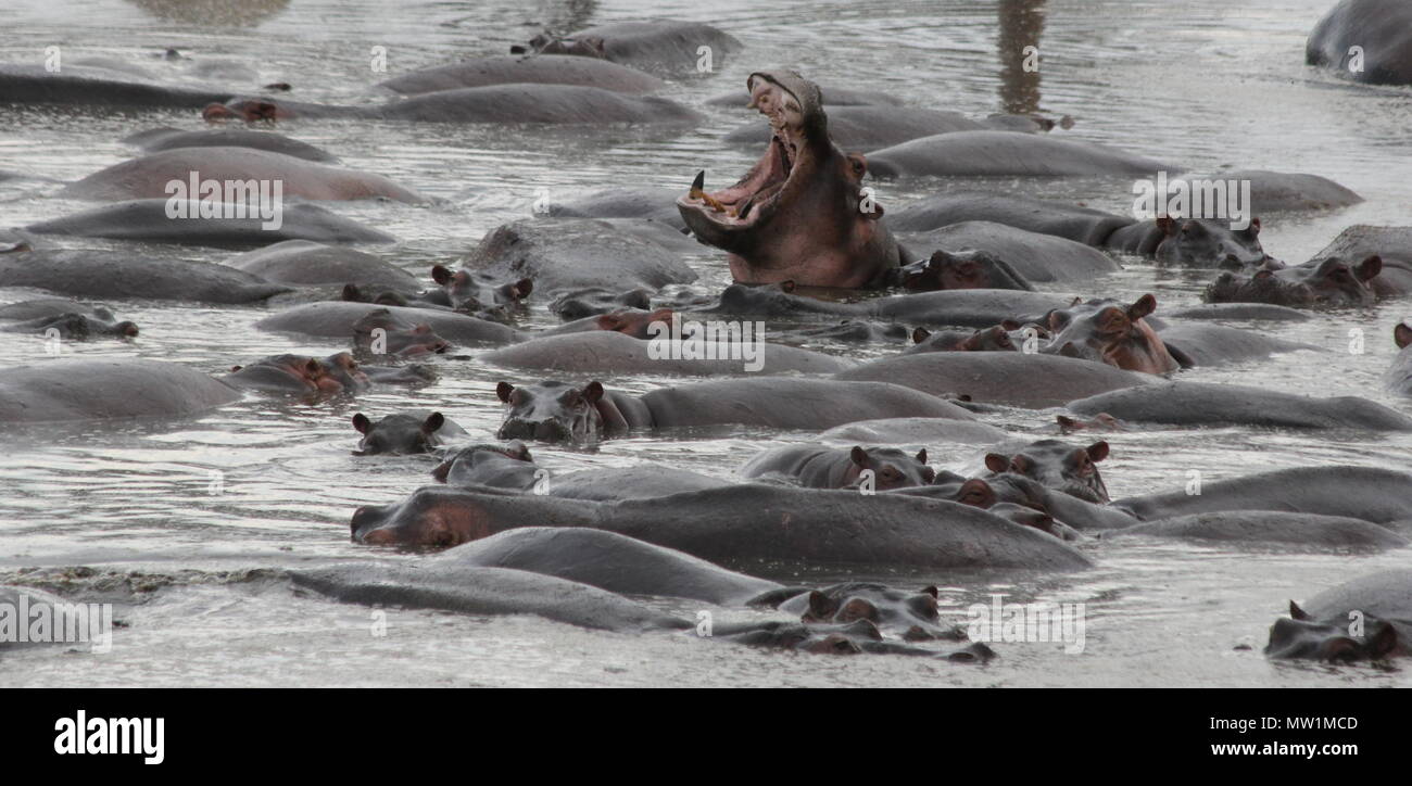 Manada de hipopótamos con uno abriendo su boca Foto de stock