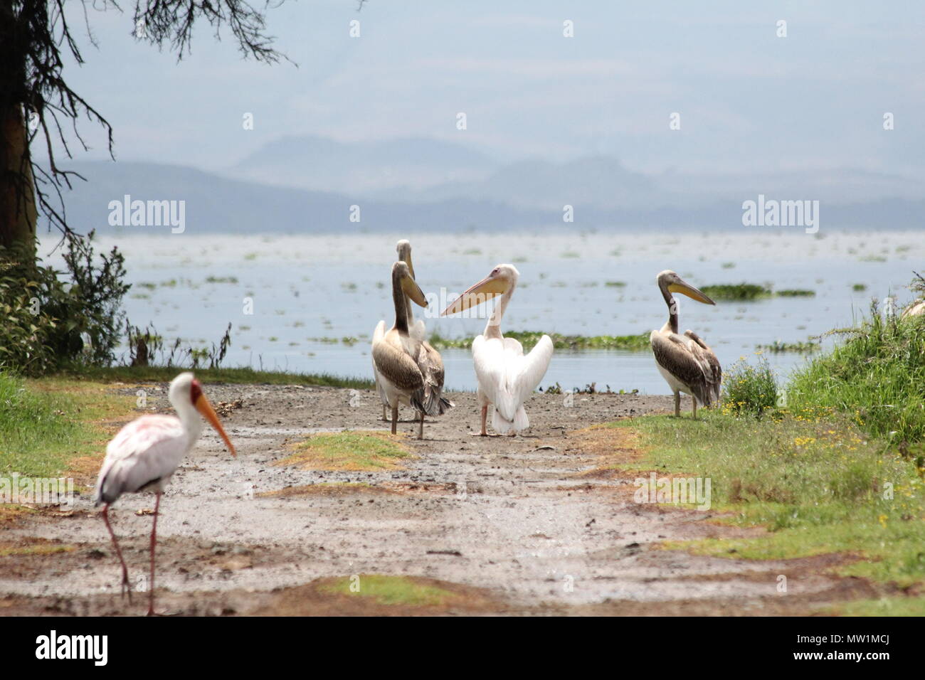 Pelícanos en frente de un lago Foto de stock