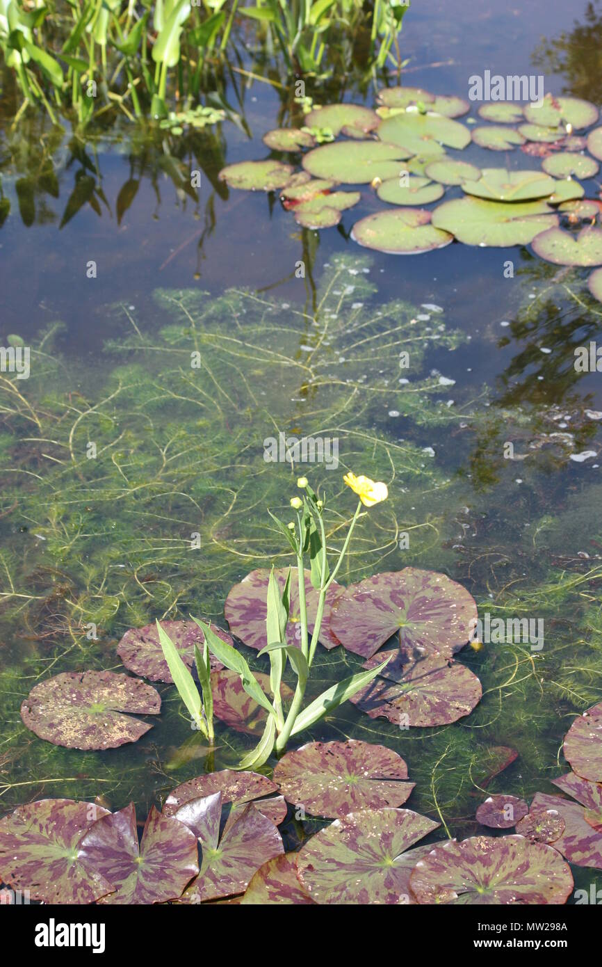Estanque de agua con plantas acuáticas Foto de stock