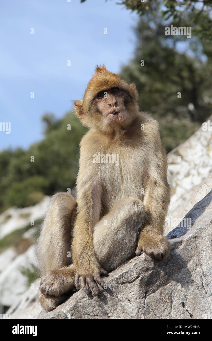 Mono sentado sobre una roca (Gibraltar) Foto de stock