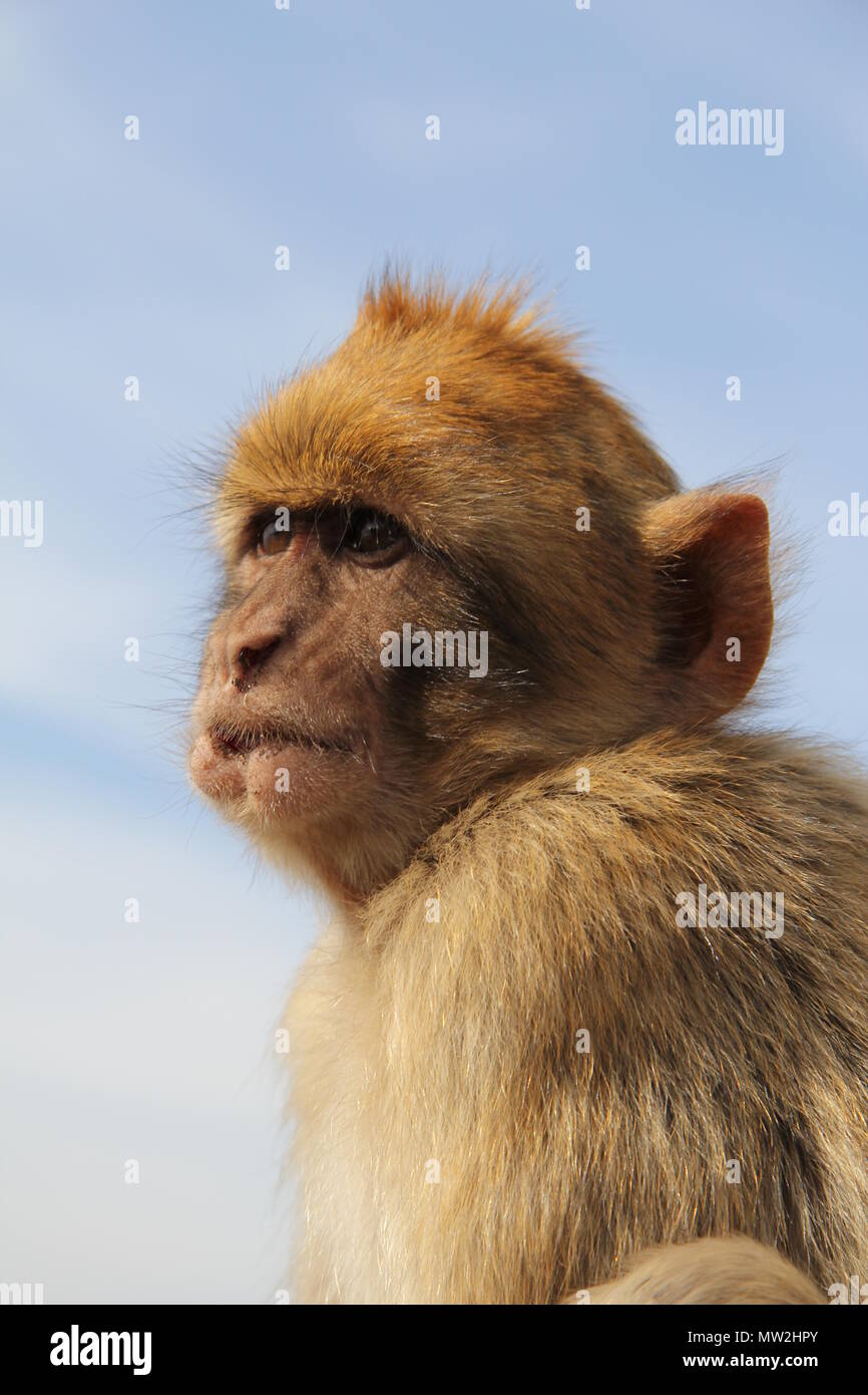 Closeup de monos. Foto de stock