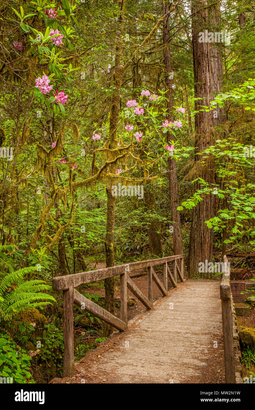 Puente de madera a lo largo de un sendero en la Stout Grove en California Jedediah Smith Redwoods State Park. Los rododendros pueden verse blooming Foto de stock