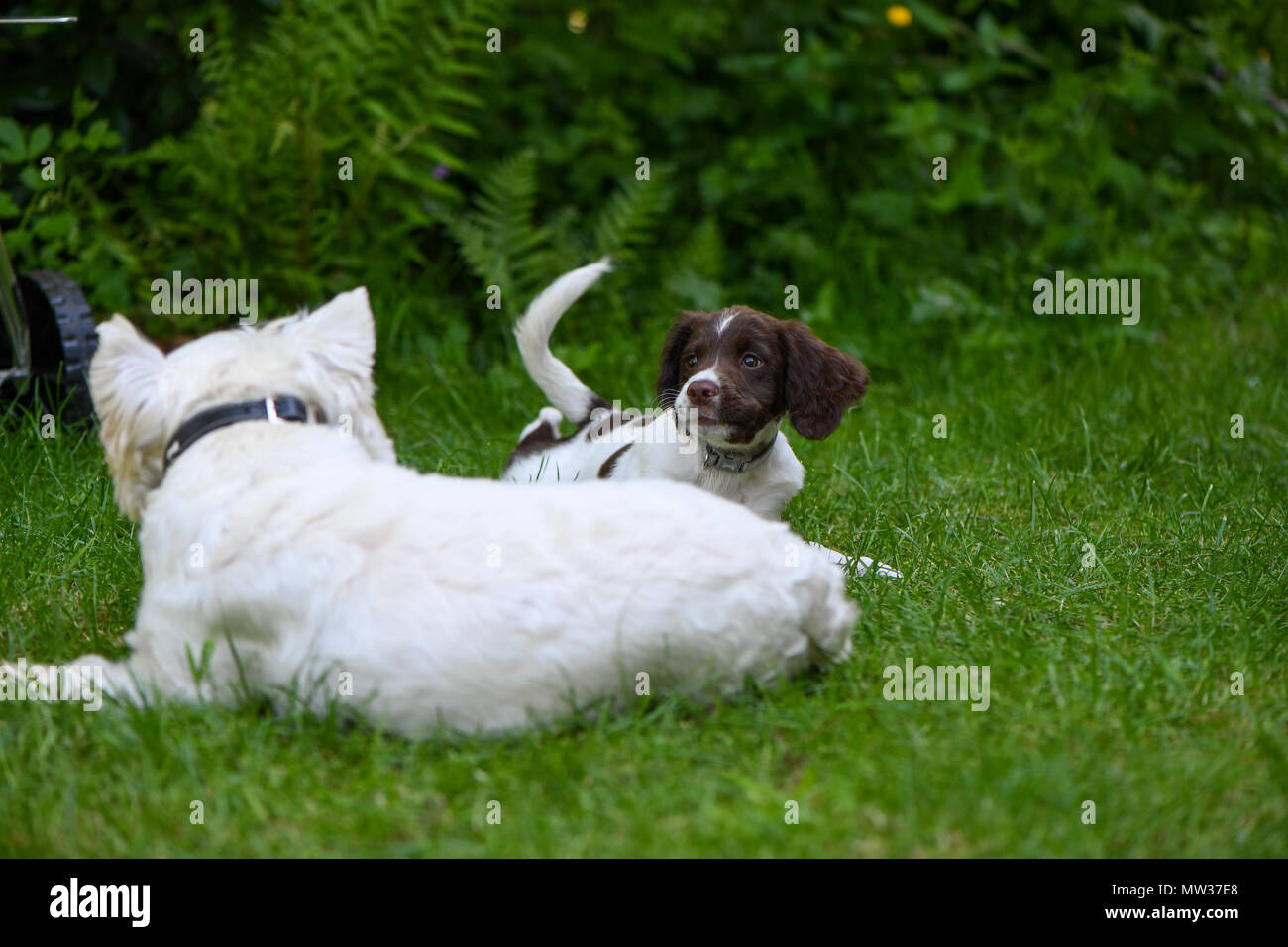 Un adulto West Highland Terrier juega con un cachorro Springer Spaniel Inglés para ayudar con la socialización durante el entrenamiento. Foto de stock