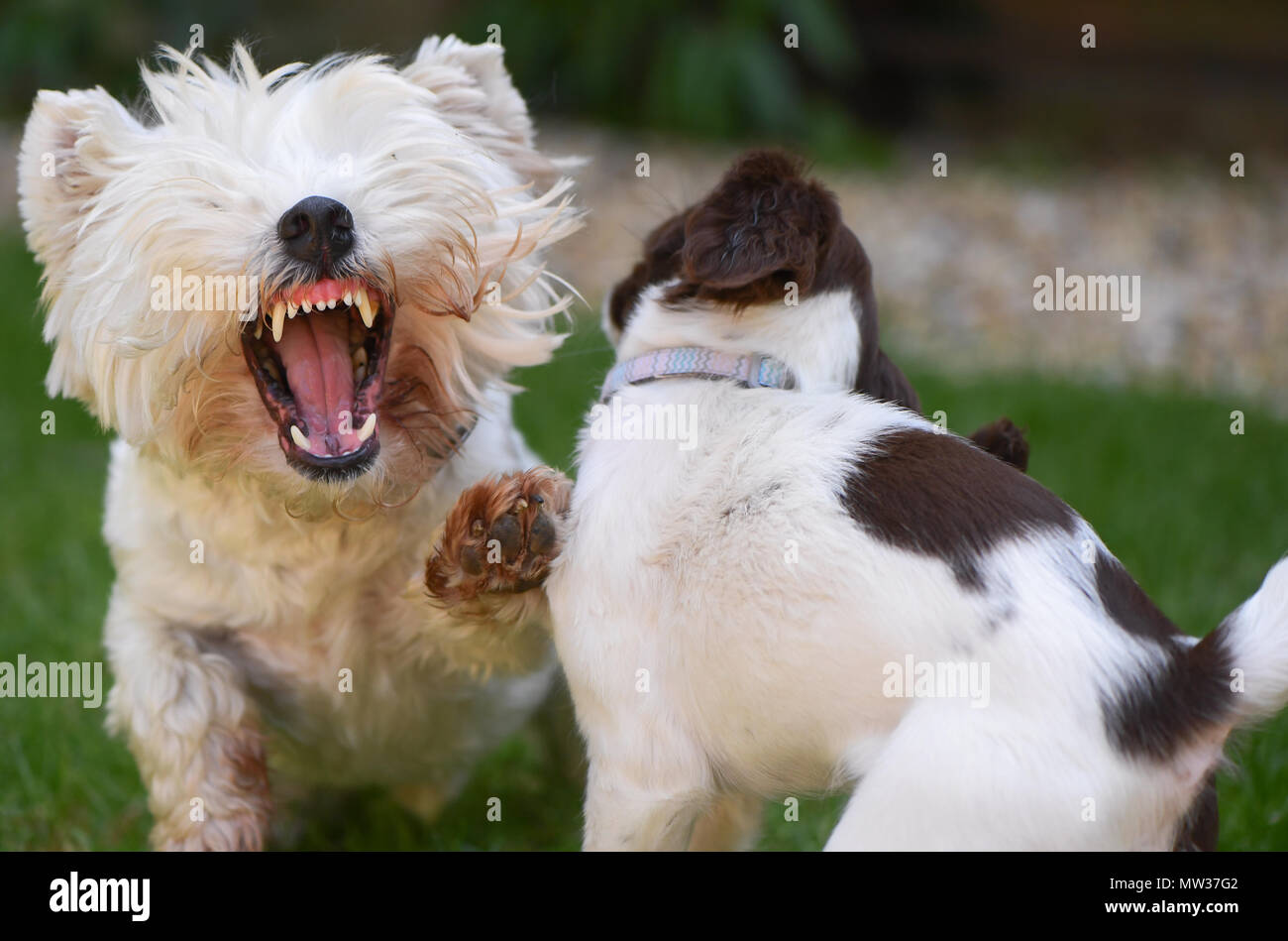 Un West Highland Terrier aunque jugando muestra sus dientes en una pantalla de Im el jefe mientras se participa en actividades sociales con un cachorro Springer Spaniel Inglés. Foto de stock