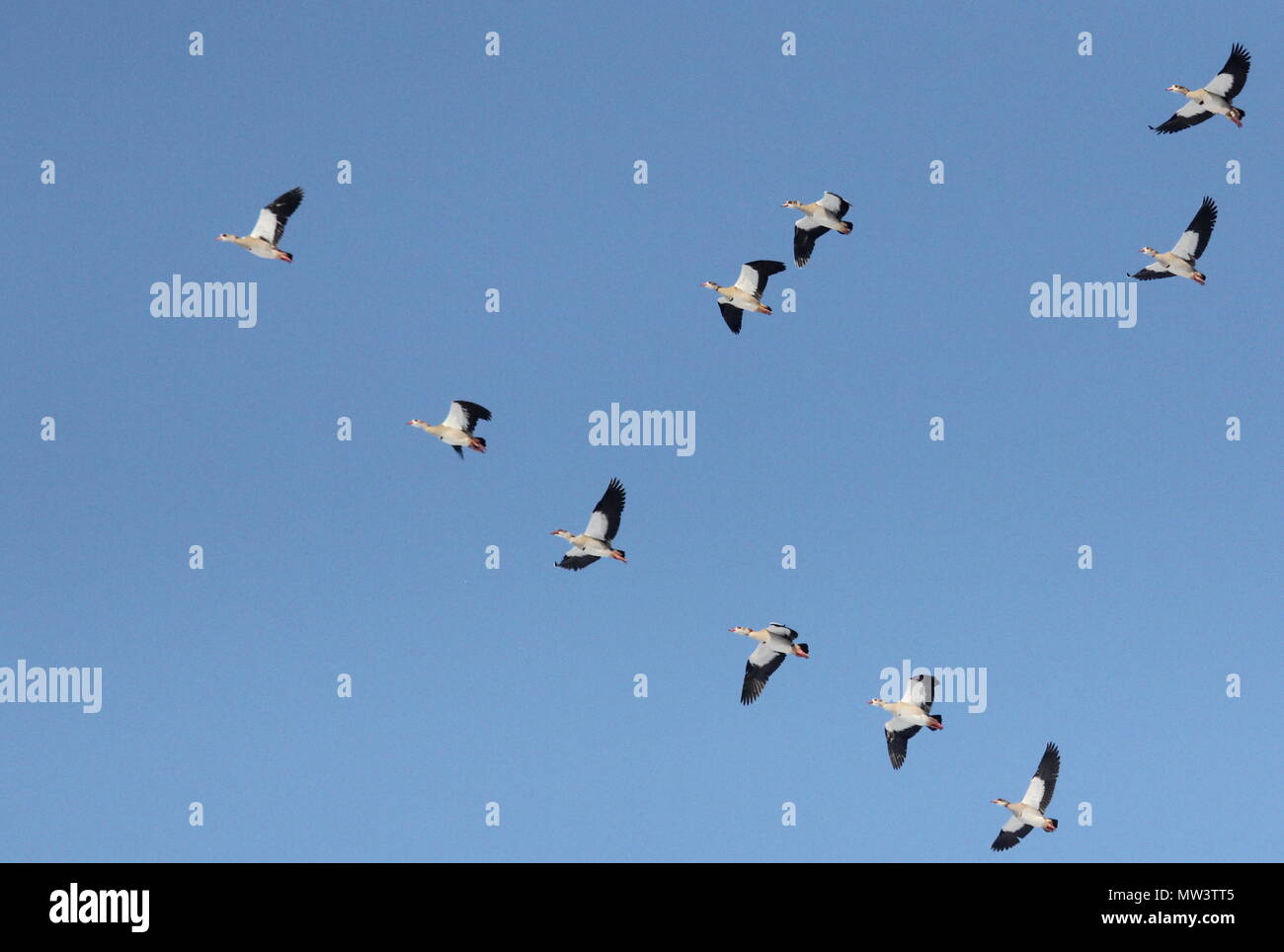 Domestic Goose volando en formación en V Foto de stock