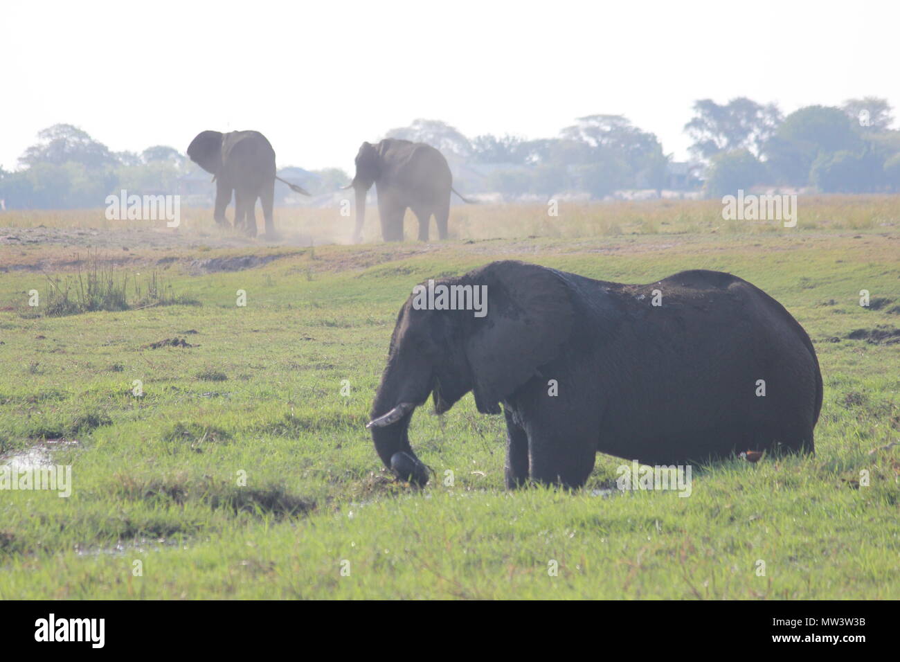 Los elefantes en el césped Foto de stock