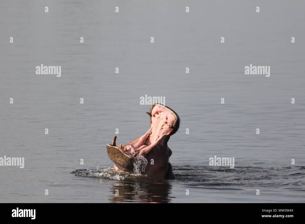 Hipopótamo con boca abierta saliendo del agua Foto de stock