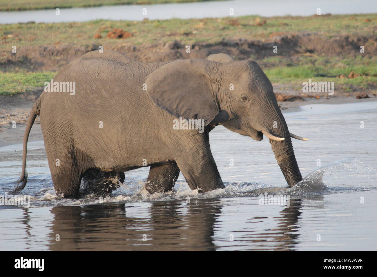 Cruzando el agua elefante Foto de stock